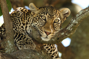 животные, леопарды, взгляд, морда, дерево, хищник, леопард, дикая, кошка