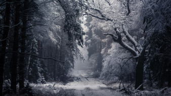 природа, лес, снег, деревья, туман, зима