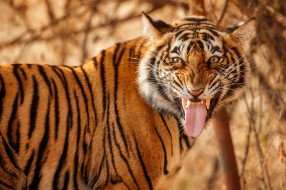 животные, тигры, язык, морда, тигр, дикая, кошка