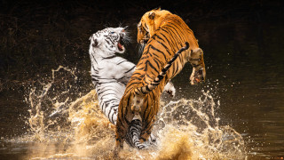животные, тигры, белый, вода, брызги, ветки, тигр, прыжок, лапы, купание, пасть, пара, водоем, позы, два, тигра