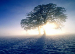 природа, деревья, дерево, снег, туман