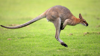 kangaroo, , , 