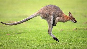 Kangaroo     1920x1080 kangaroo, , , 