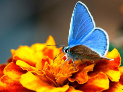 животные, бабочки,  мотыльки,  моли, бабочка, голубая, цветок