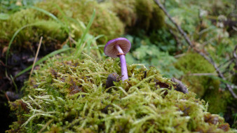природа, грибы, фиолетовый, гриб, мох