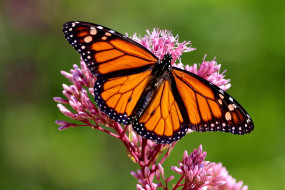 бабочка монарх, животные, бабочки,  мотыльки,  моли, бабочка, монарх