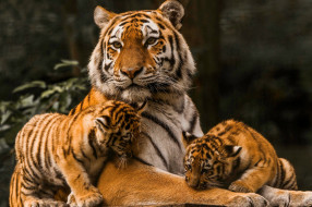 животные, тигры, тигрица, тигрята