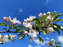 цветы, цветущие деревья ,  кустарники, яблоня, цветение, весна, 2022