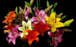 цветы, лилии,  лилейники, букет, разноцветные