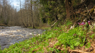 лес, природа, реки, озера, деревья, весна, май, карелия, река, цветы