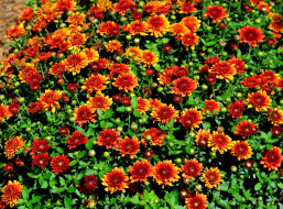 цветы, хризантемы, оранжевые, много