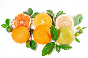 еда, фрукты,  ягоды, ветки, апельсин, грейпфрут, лимоны, цитрусовые