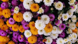 цветы, хризантемы, разноцветные, много