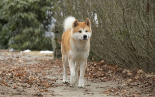      1920x1200  , hachiko,  a dogs story, , , 