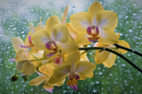 цветы, орхидеи, капли, боке