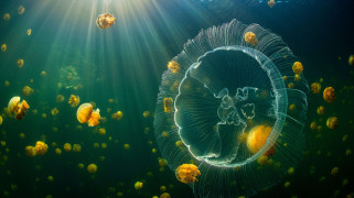      3000x1687 , , jellyfish, raja, ampat, islands, underwater, sunlight, indonesia, animals