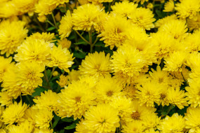 цветы, хризантемы, желтые, макро