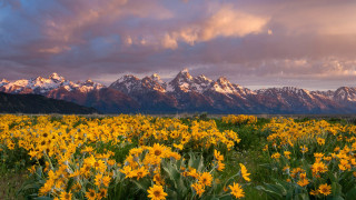 Balsamroot,Grand Teton National Park,Wyoming     2560x1440 balsamroot, grand teton national park, wyoming, , , grand, teton, national, park