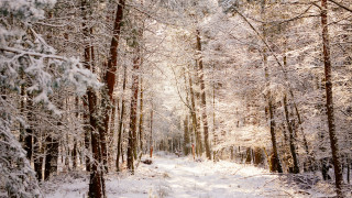 природа, зима, красивый, зимний, лес