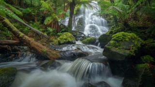 Henderson Falls,Great Otway NP,Victoria,Australia     1920x1080 henderson falls, great otway np, victoria, australia, , , henderson, falls, great, otway, np