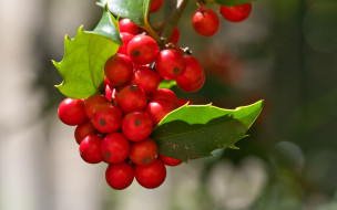 mistletoe berries, , , , mistletoe, berries