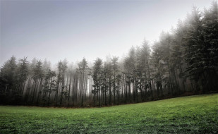 природа, лес, лужайка, туман