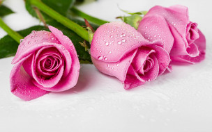 цветы, розы, розовые, бутоны, трио, капли