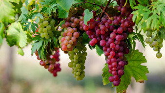 природа, ягоды,  виноград, виноград, спелый, грозди