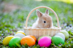      4952x3301 , , , , , colorful, , grass, happy, spring, easter, eggs, bunny, baske