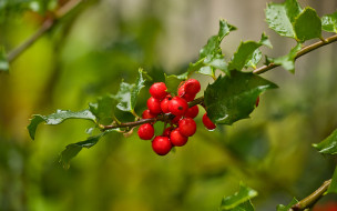 , , mistletoe, berries, 