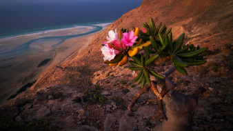 a flowering bottle tree, yemen, socotra island, , , a, flowering, bottle, tree, socotra, island