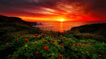 Sunrise at the Black Sea,Bulgaria обои для рабочего стола 1920x1080 цветы, георгины, розовый, георгин, макро