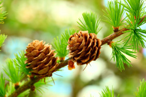 , ,  ,  , forest, tree, cones, pine