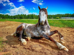 животные, лошади, конь, серый, песок