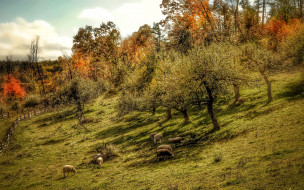 животные, овцы,  бараны, склон, осень, деревья, забор