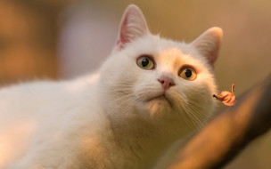 белый кот, животные, коты, кот, животное, фауна, поза, взгляд