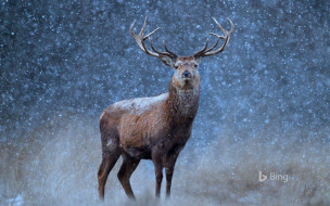 животные, олени, бинг, природа, снег