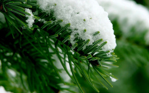 природа, деревья, ветка, ёлка, снег
