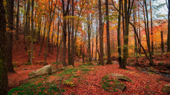 Autumnal forest,West Dean,West Sussex,England     1920x1080 autumnal forest, west dean, west sussex, england, , , autumnal, forest, west, dean, sussex