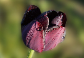      2839x1961 , , dark, flower, tulips, blooming