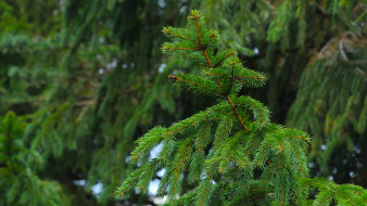      3184x1791 , , green, forest, tree, spruce, twig