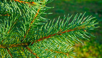      3321x1899 , , green, tree, spruce, twig
