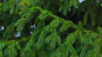      3180x1789 , , forest, tree, spruce, twig