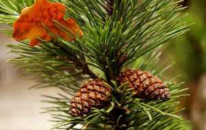      2850x1808 , , pine, twig, cone