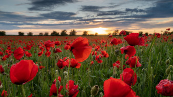 Field of Poppies,Wiltshire,England     1920x1080 field of poppies, wiltshire, england, , , field, of, poppies