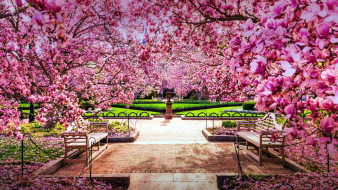cherry blossoms, the national mall, , , cherry, blossoms, the, national, mall