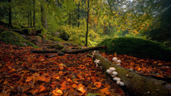 black forest, germany, , , black, forest