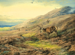 , archibald thorburn, , , 