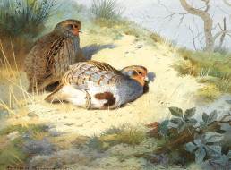 , archibald thorburn, , , , 