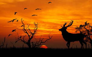  ,  , animals, , , , , 